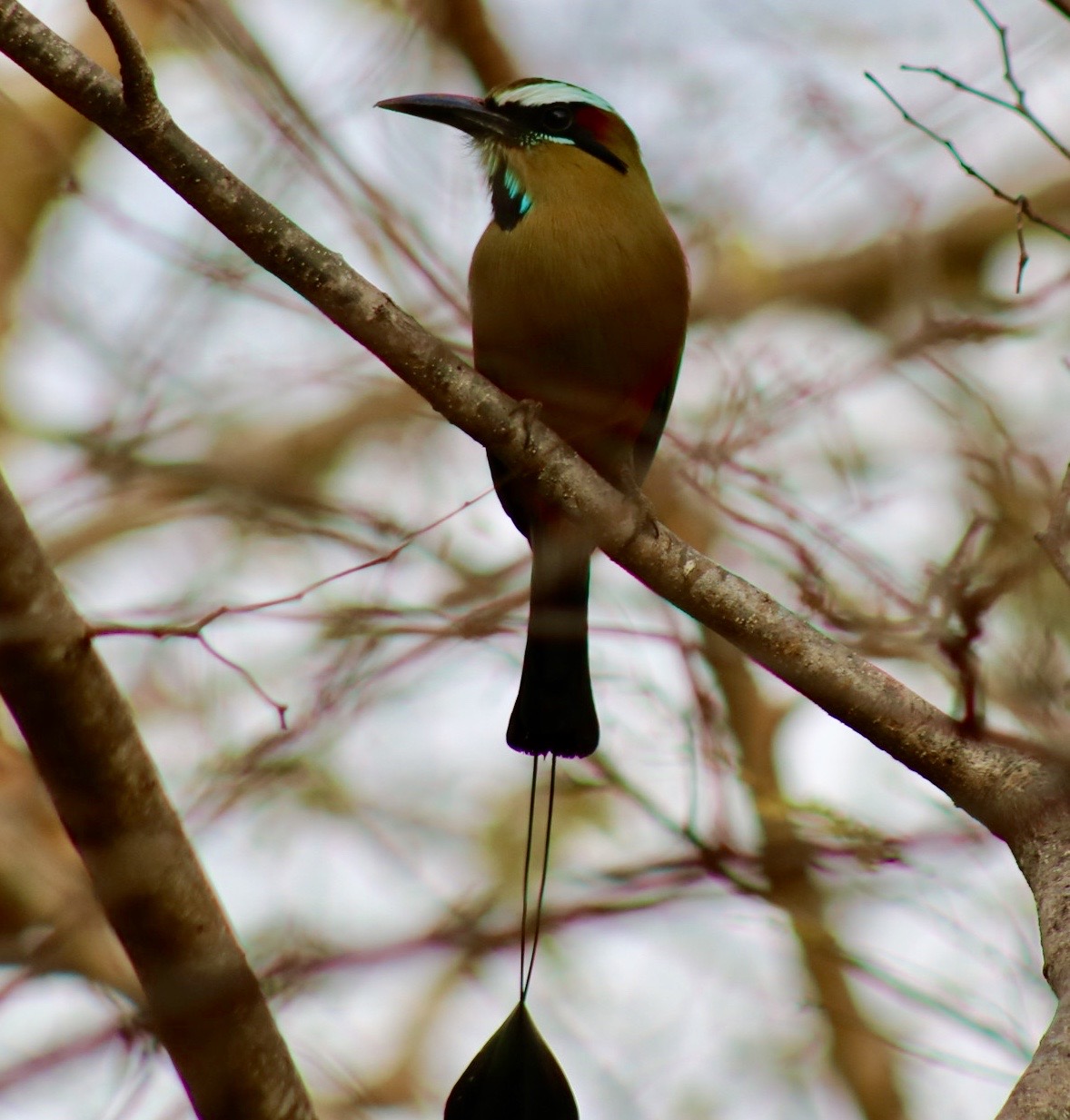 Mot Mot Bird, Tamarindo Costa Rica, Photo by Nikki Page