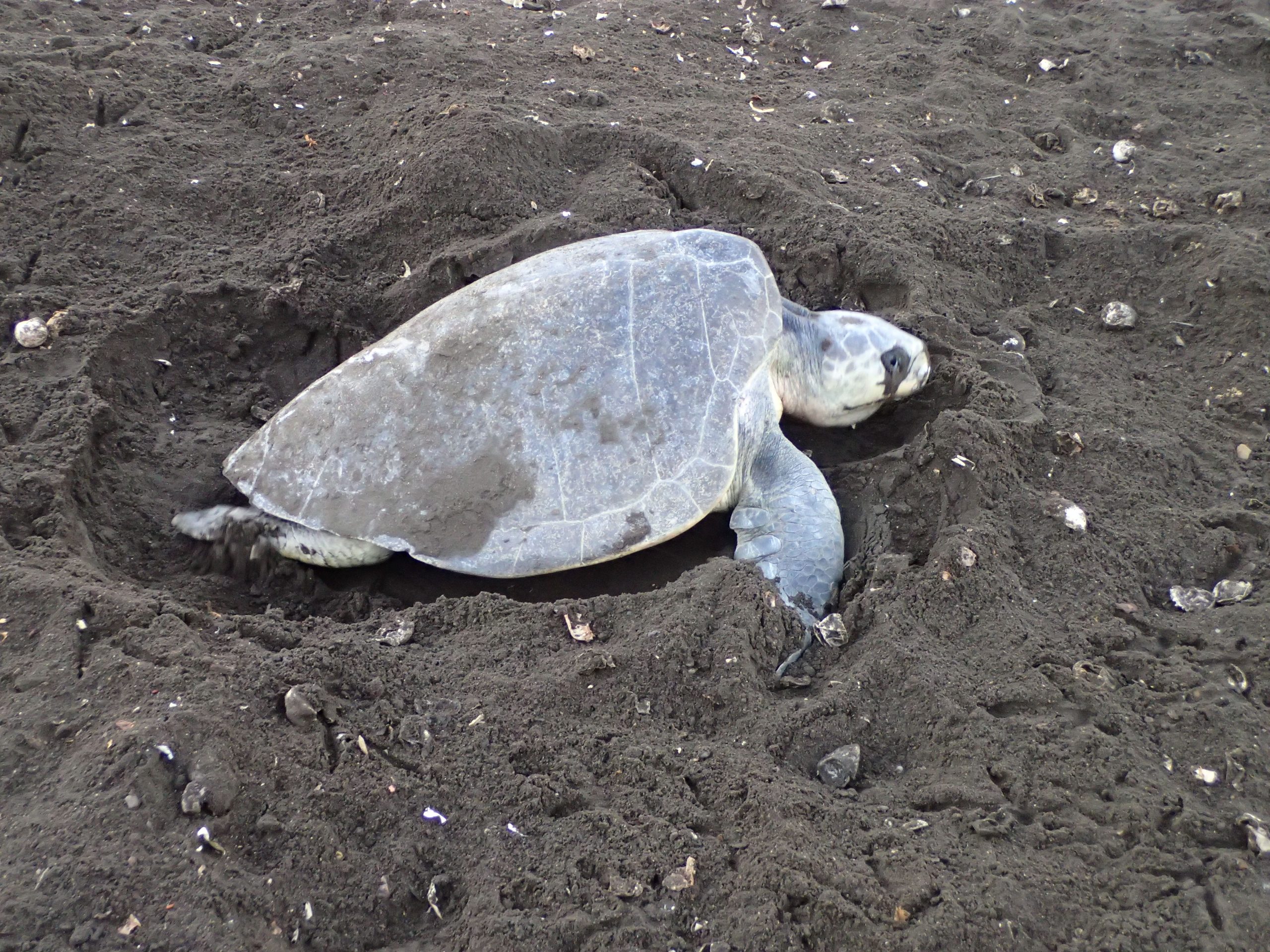 Olive Ridley Sea Turtle