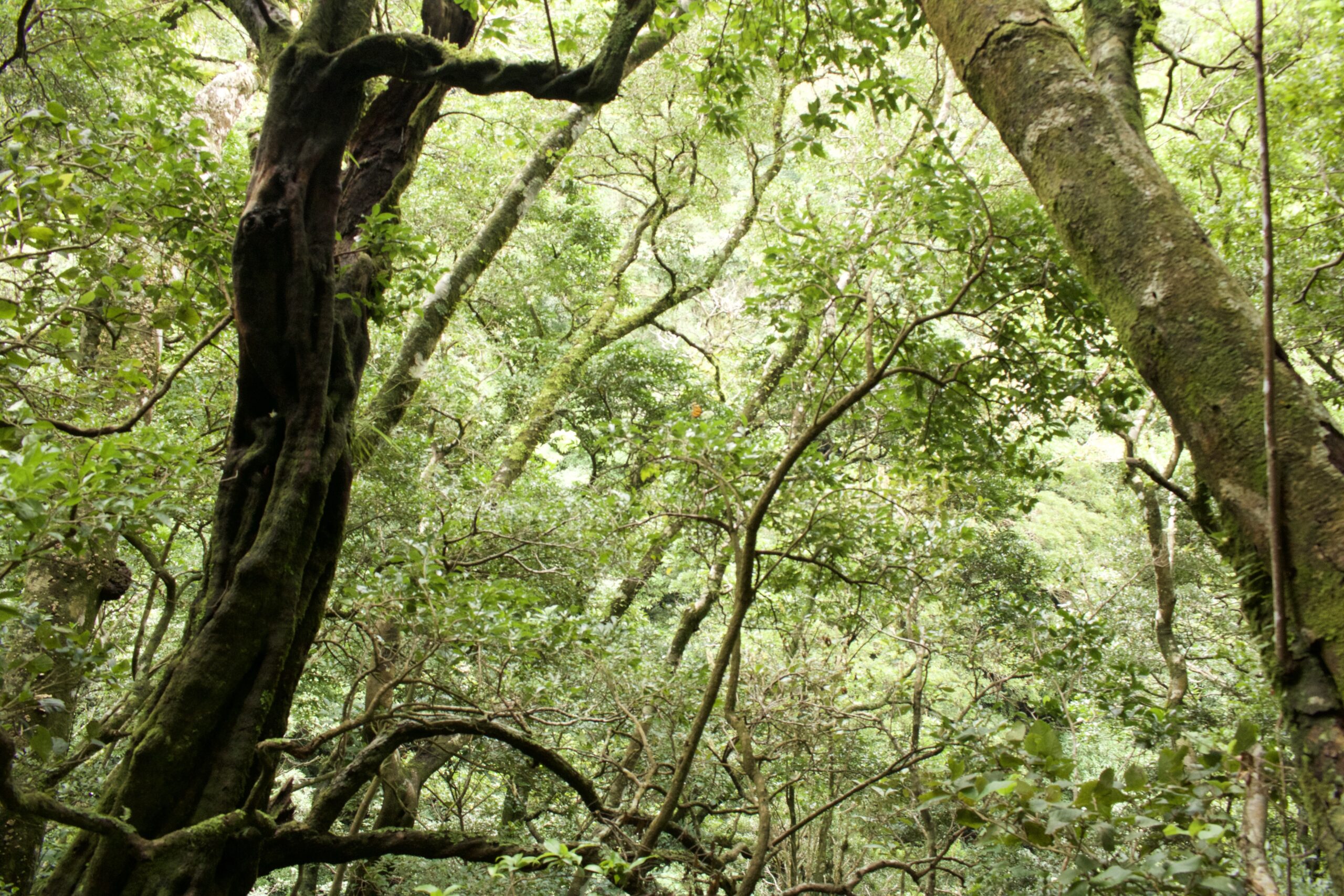 Monteverde Cloud Forest Reserve, Costa Rica jungle-Photo by Nikki Page