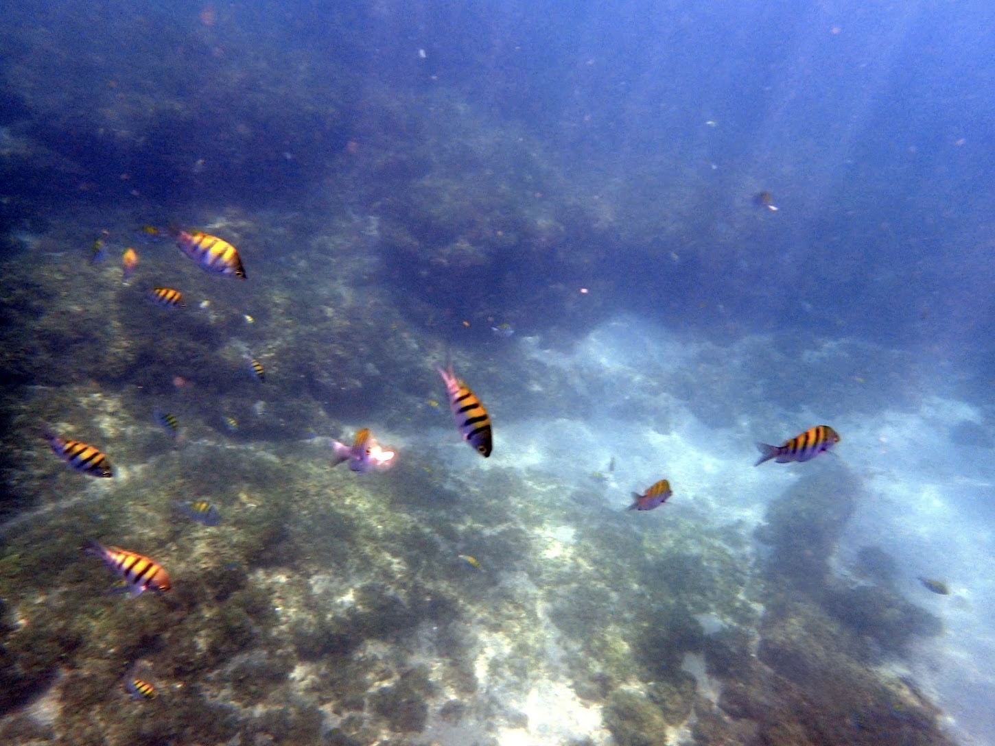 Snorkeling Playa Conchal-Costa Rica Colorful Colorful tropical fish swimming in clear water while snorkeling off Playa Conchal, Costa Rica